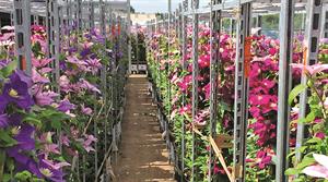 Harrington Nurseries
